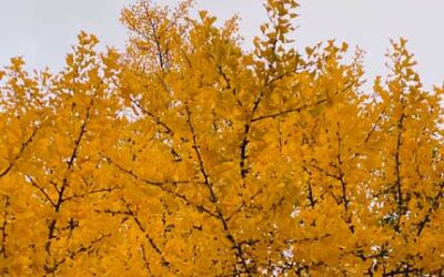 Grief As Hygiene For Your Soul And Home