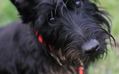 How Animals sense energy in the home